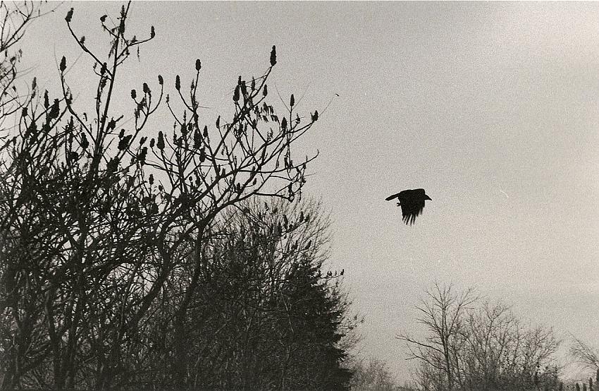 Crow