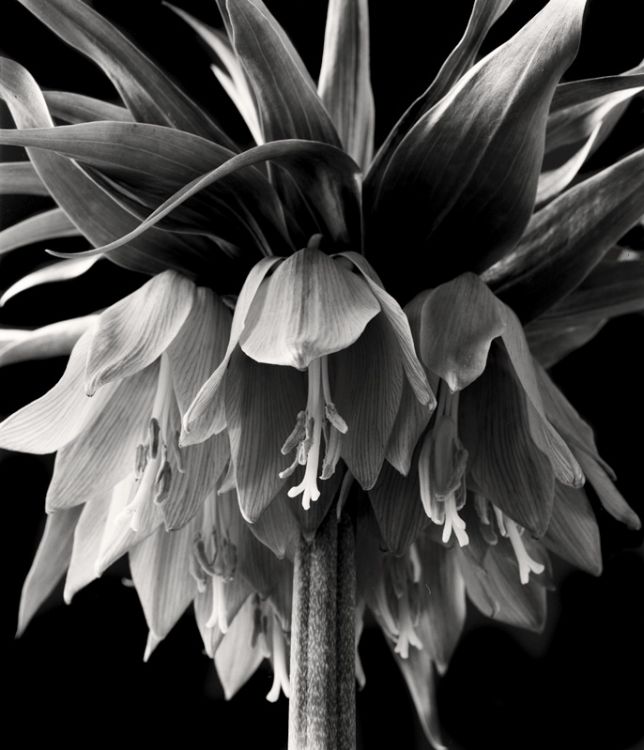 Crown Imperium (detail)