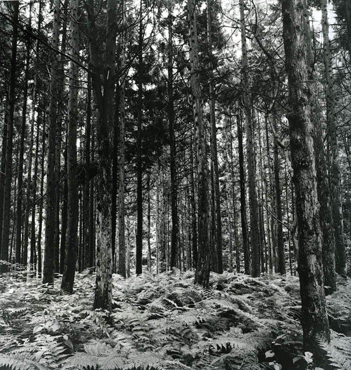 Cryptomeria Japonica