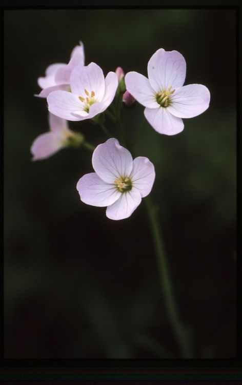 Cuckoo Flower.