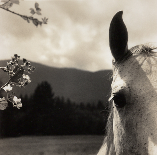 Curious Horse