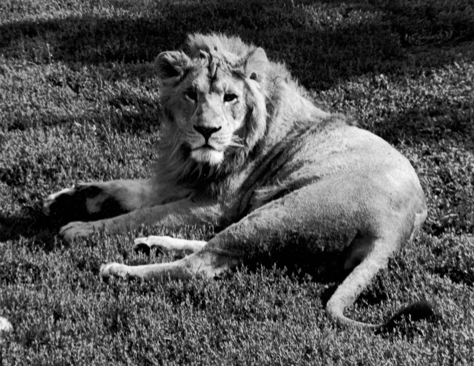 Curious Lion