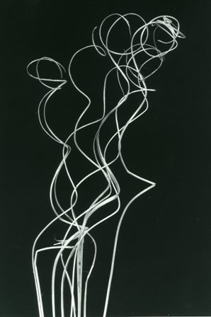 Curly Willow