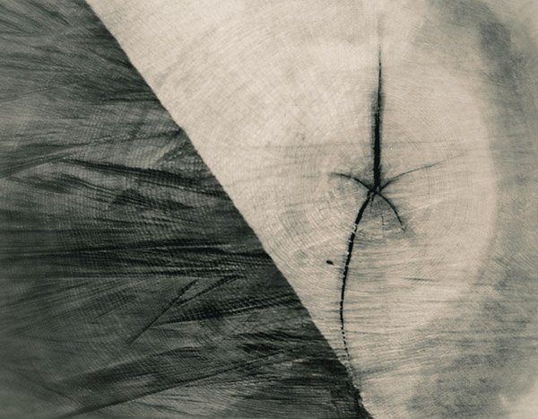 Cut Trunk