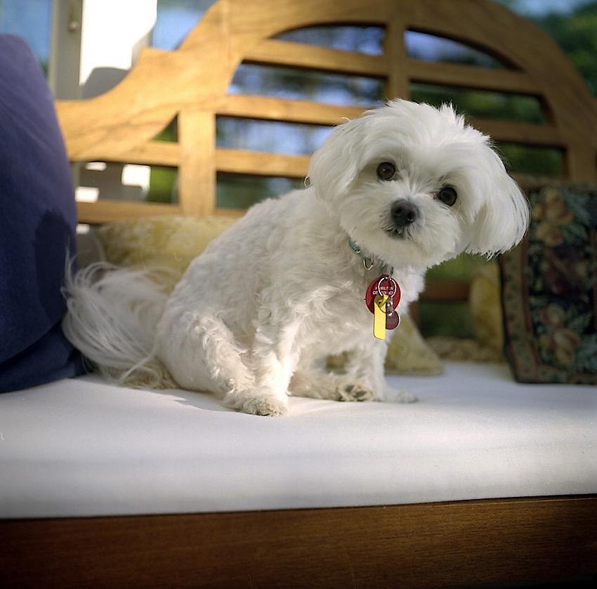Cute dog