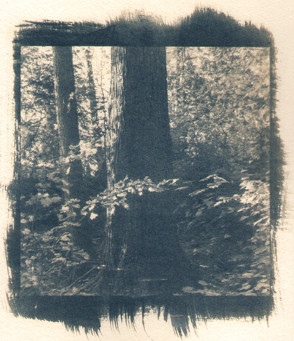 Cyanotype 1