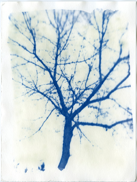 Cyanotype #3