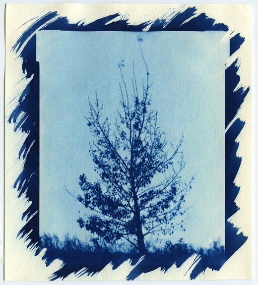 Cyanotype #4