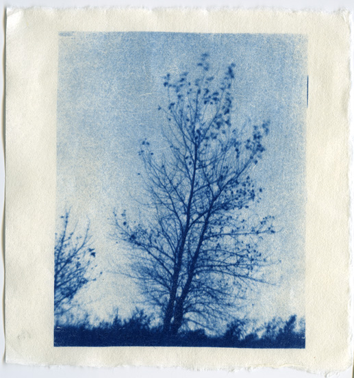 Cyanotype #5