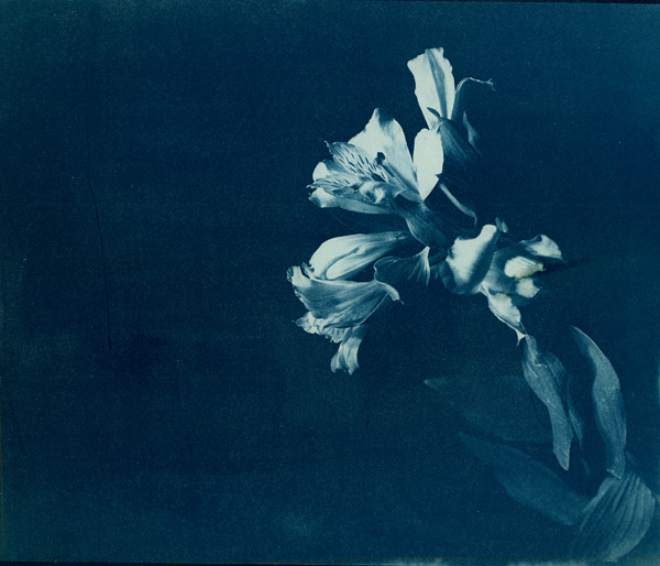 Cyanotype Flower