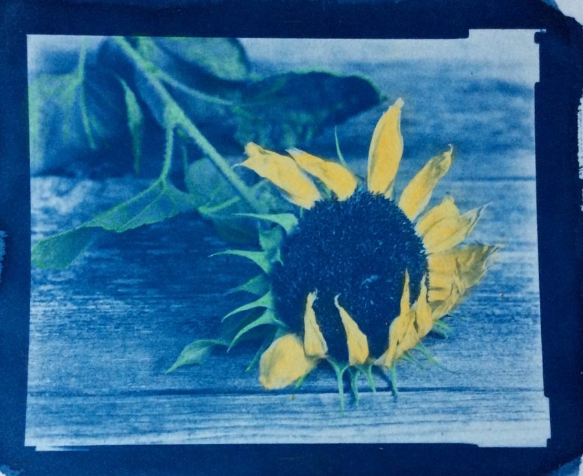 Cyanotype, hand-coloured