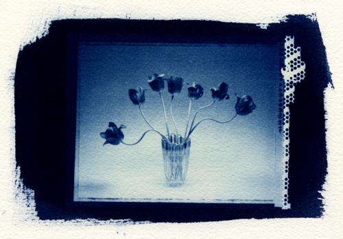 cyanotype tulips