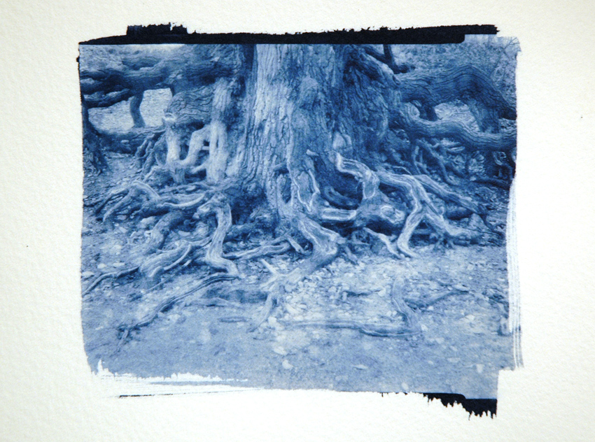 Cyanotypes