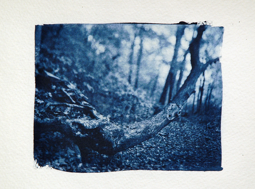 Cyanotypes