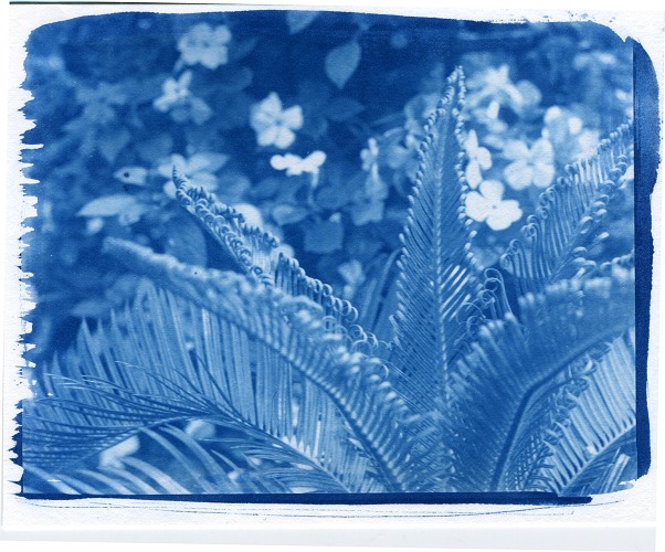 Cycad 2