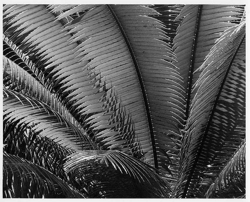 Cycas circinalis