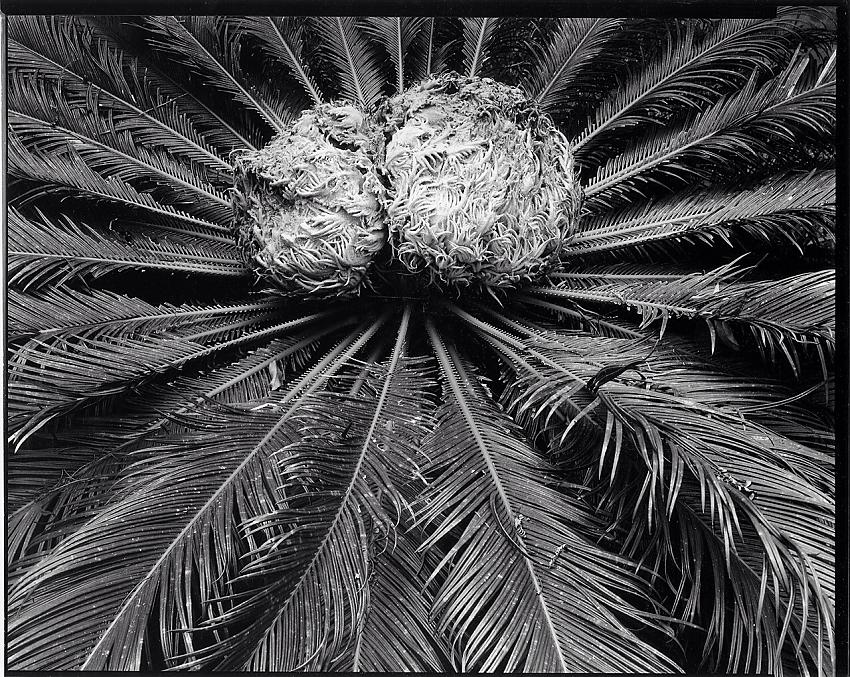 Cycas revoluta