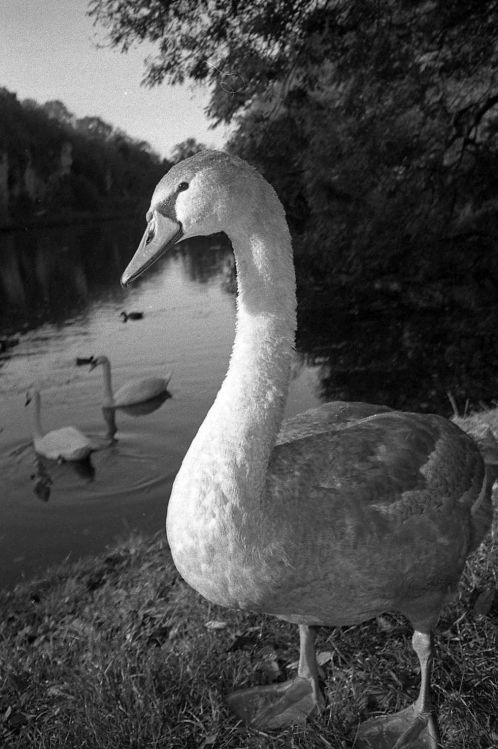 cygnet
