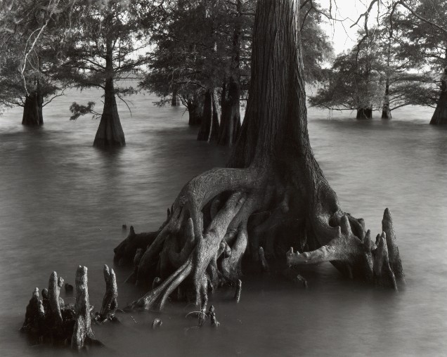 Cypress knees