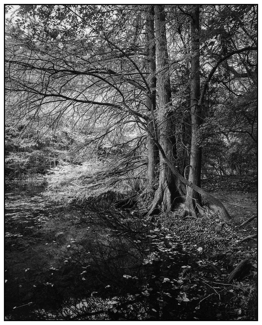 Cypress - Redbud Isle 11/15/2025