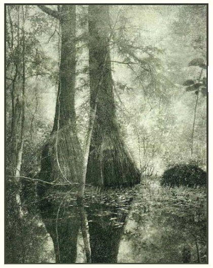 Cypress Swamp Bromoil