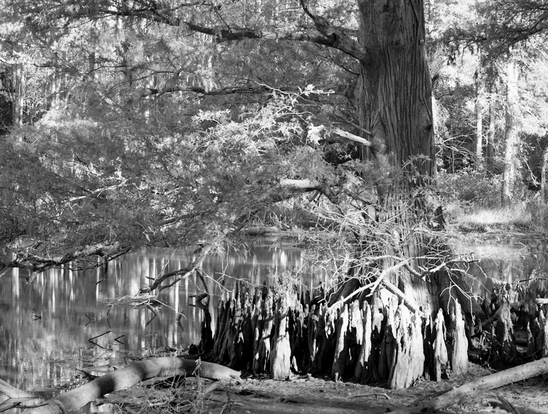CypressB_W094_edited-1