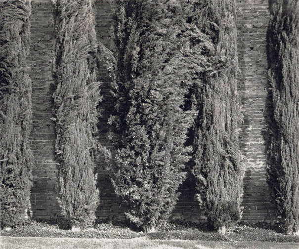 Cypresses