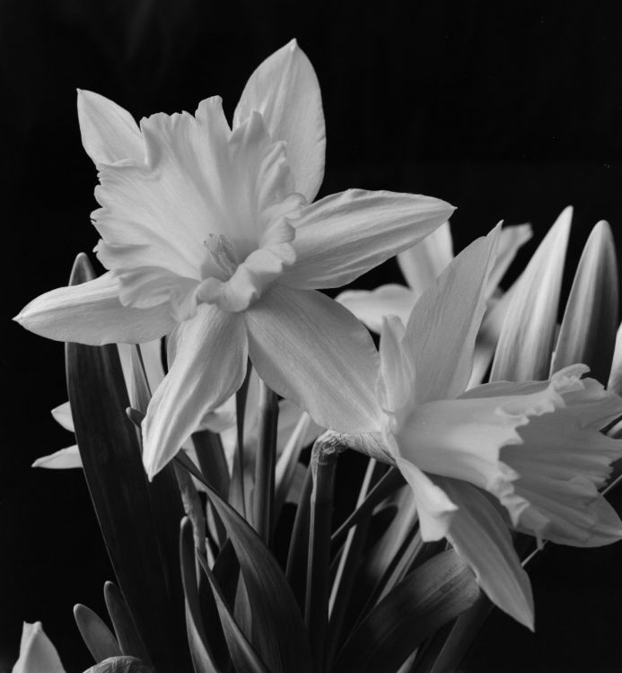 daffodil