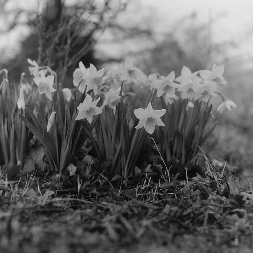 Daffodils-001
