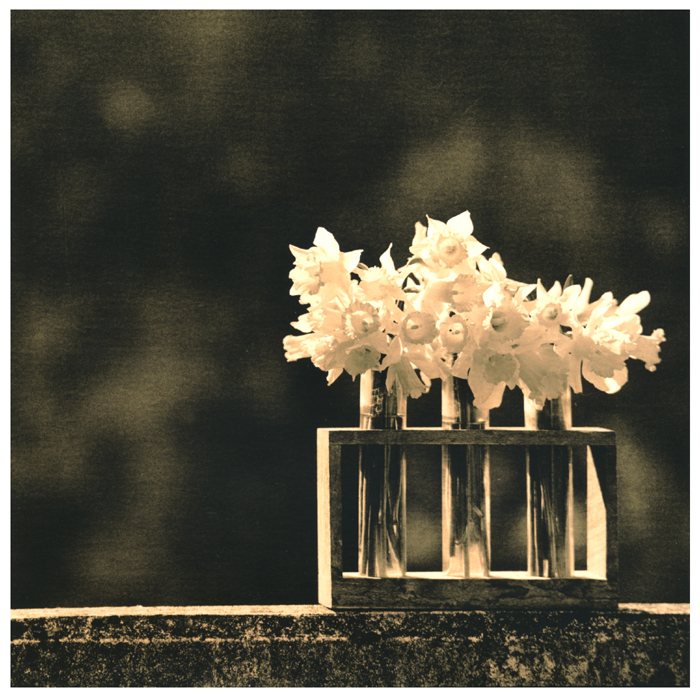 Daffodils 2