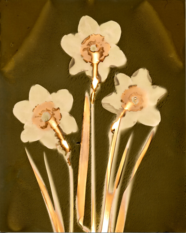 Daffodils - 2011