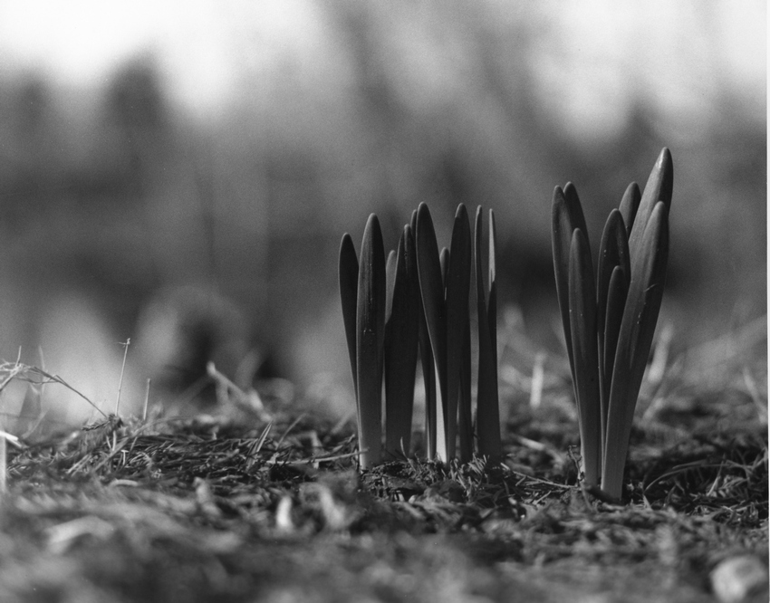 Daffodils at Tuck