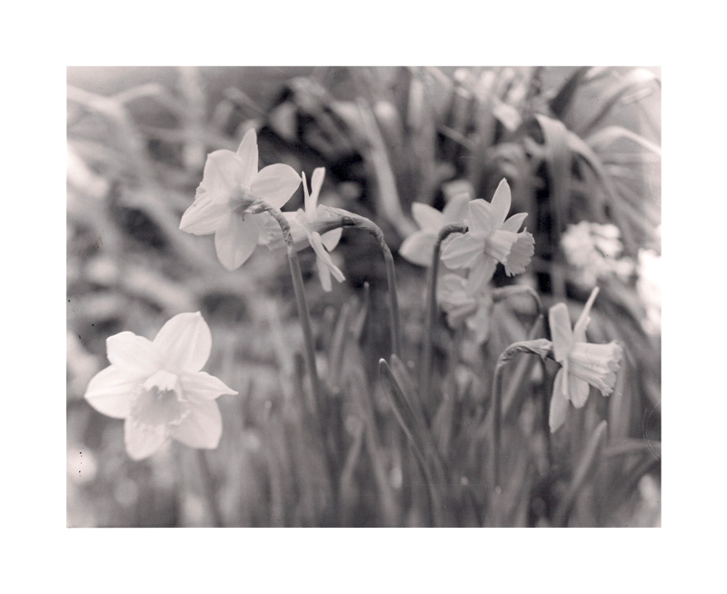 Daffodils - X-ray film