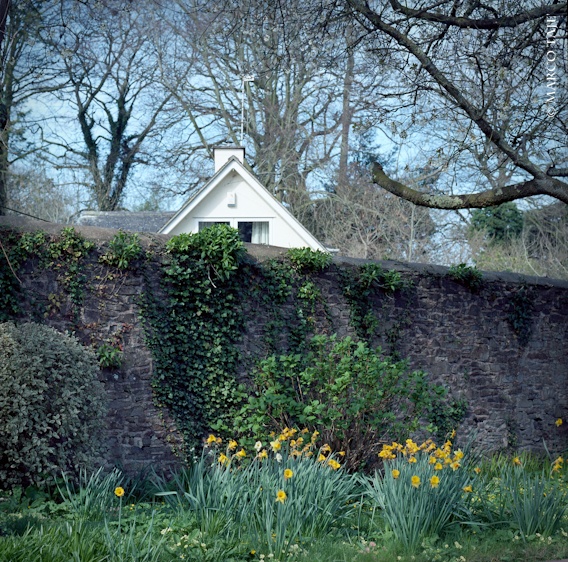Daffodils