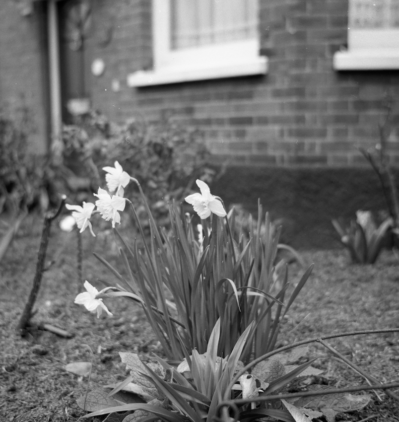 Daffodils