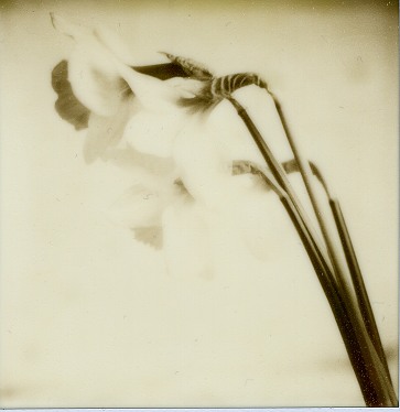 Daffs