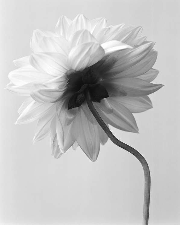 Dahlia II