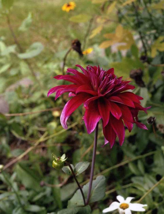 Dahlia