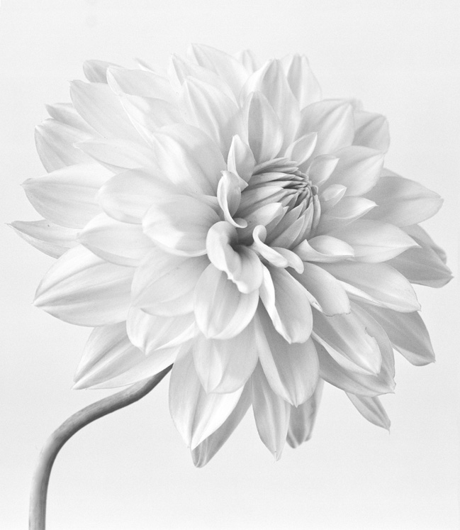 Dahlia