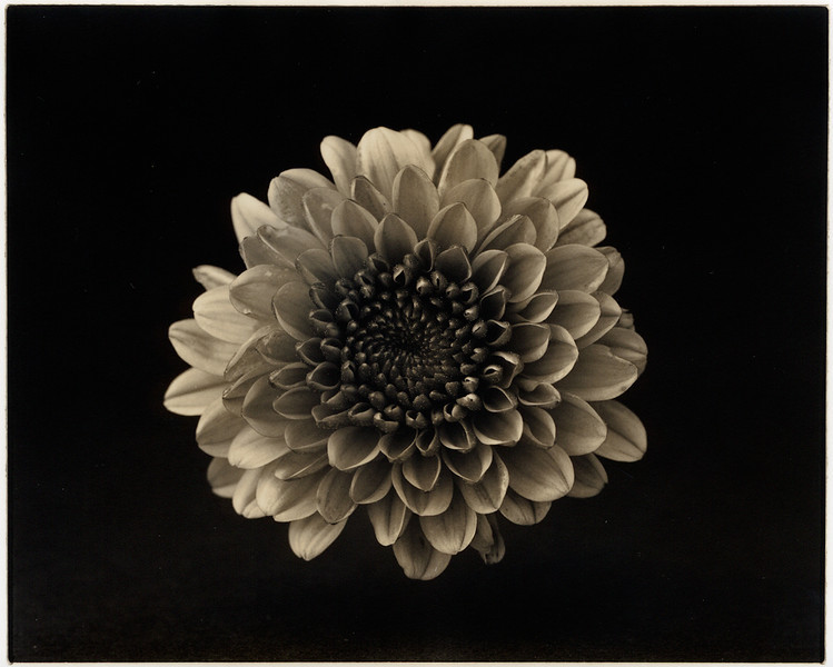 Dahlia