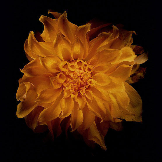 Dahlia
