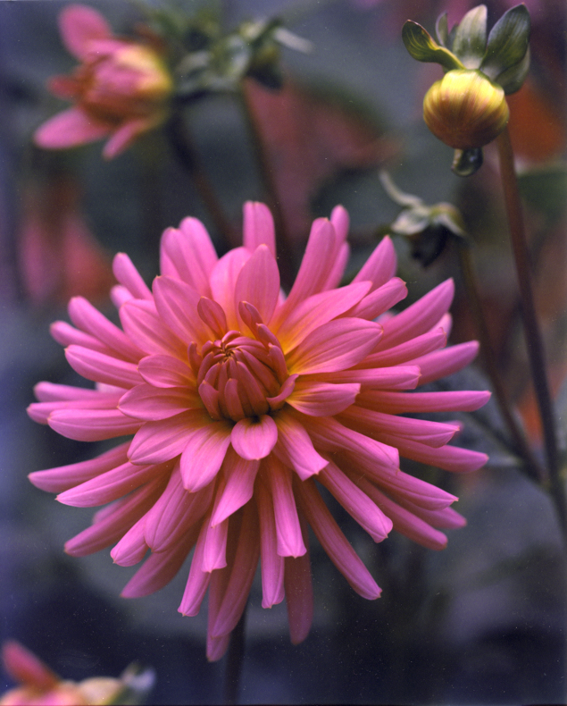 Dahlia