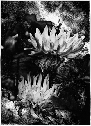 Dahlias