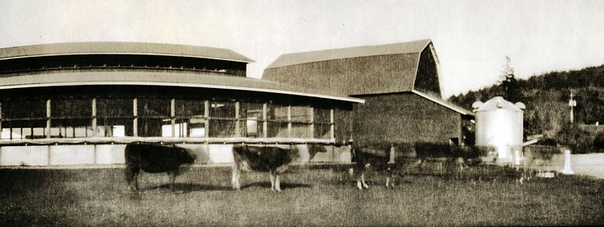 Dairy Cows; World Wide Pinhole Day 4.29.2012 5:30-5:42 PM