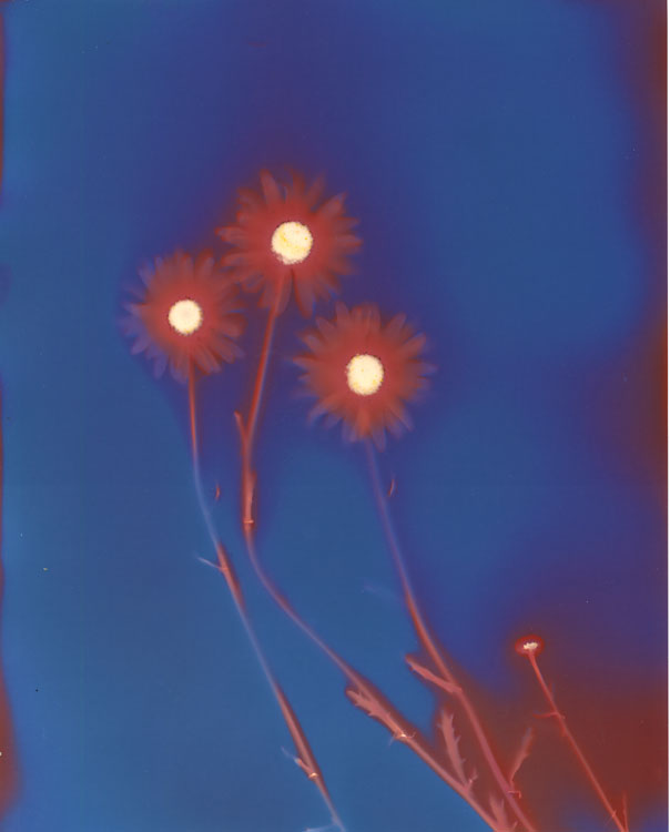 Daises