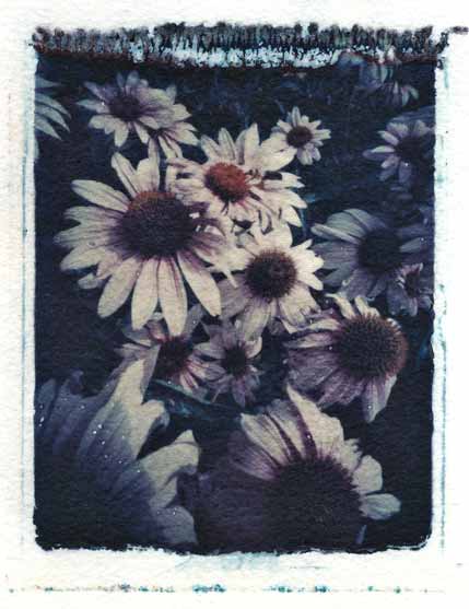 Daisies 7.18.06