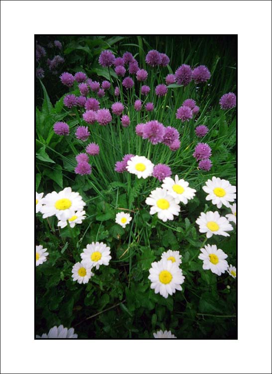 Daisies & Chives