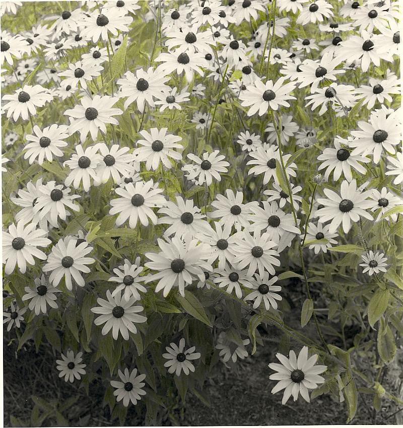 Daisies (hand-colored)