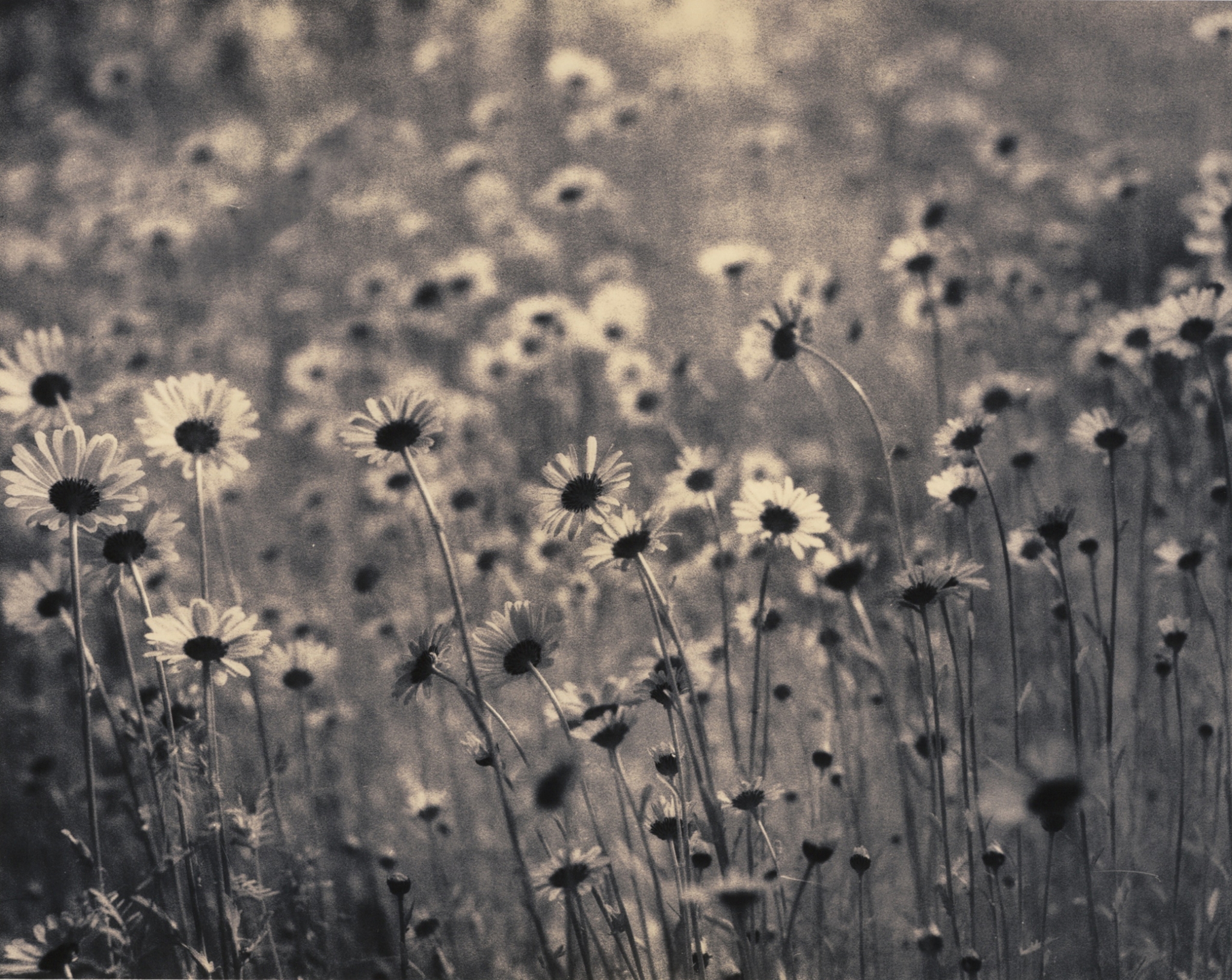 Daisies, HIE, 2nd Pass Lith