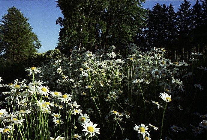 Daisies